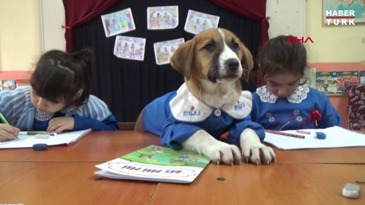 Bir süredir klinikte tedavi gören Fındık kurtarılamadı