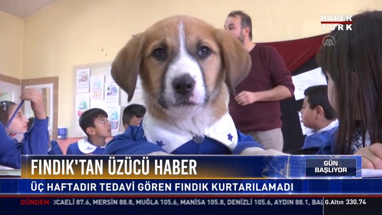 Fındık'tan üzücü haber