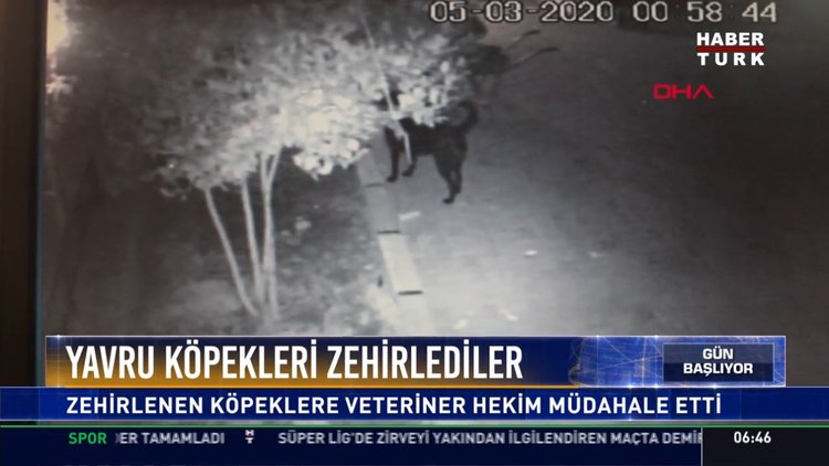2 yavru köpek telef oldu