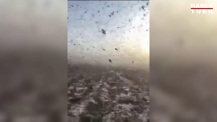 Çekirge istilası nerede? Türkiye'ye geliyor mu? | Video