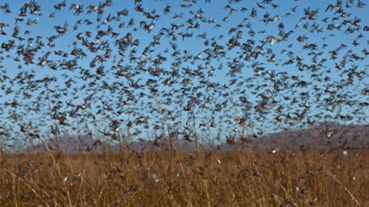 Çekirge istilası nedir? Çekirge sürüsü nerede? Çekirge istilası Türkiye'ye geldi mi?