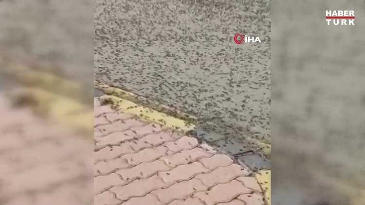 Umman'da karınca istilası! Çekirge istilasından sonra karınca istilası başladı