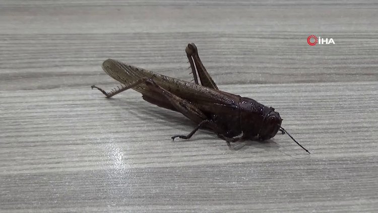 İran'ı istila eden çekirge Yüksekova'da görüldü