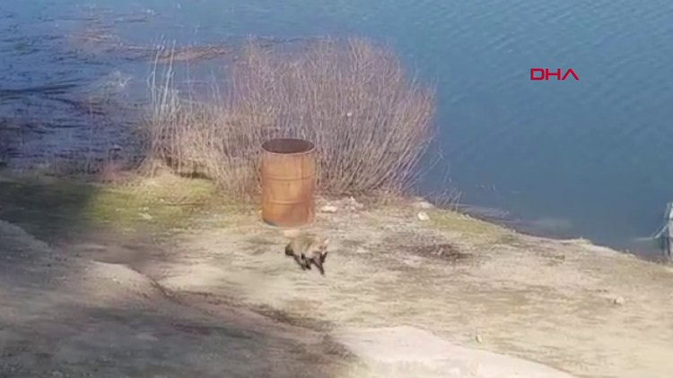 Islık çalarak çağırdığı tilkiyi besliyor