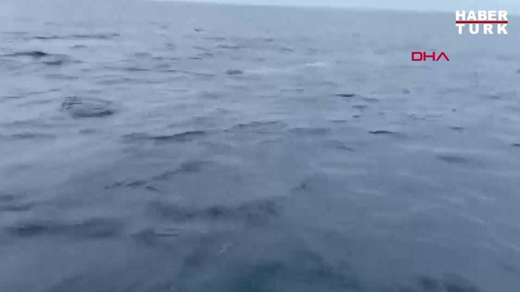 Şişe burunlu yunusların büyüleye balık avı