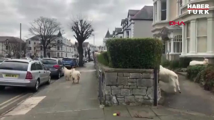 İngiltere'de sokağa inen yabani keçiler böyle görüntülendi