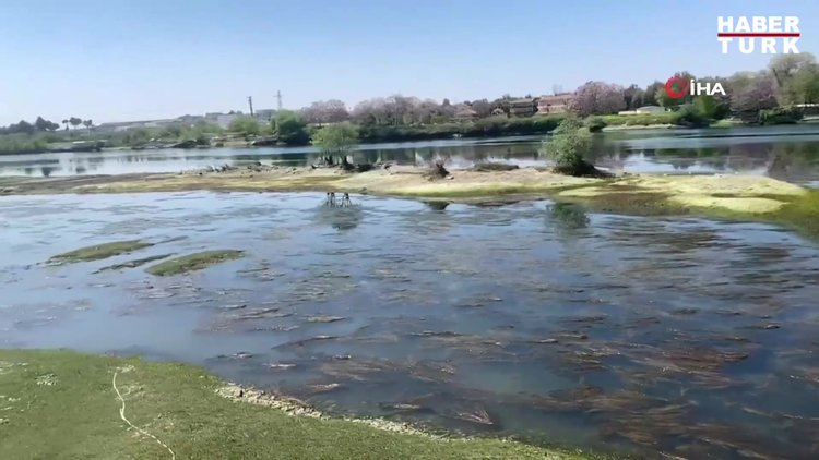 Polisler suları çekilen Fırat Nehrindeki balık ve martıları besledi