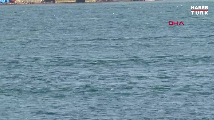 İstanbul Boğazı'nda yunusların dansı