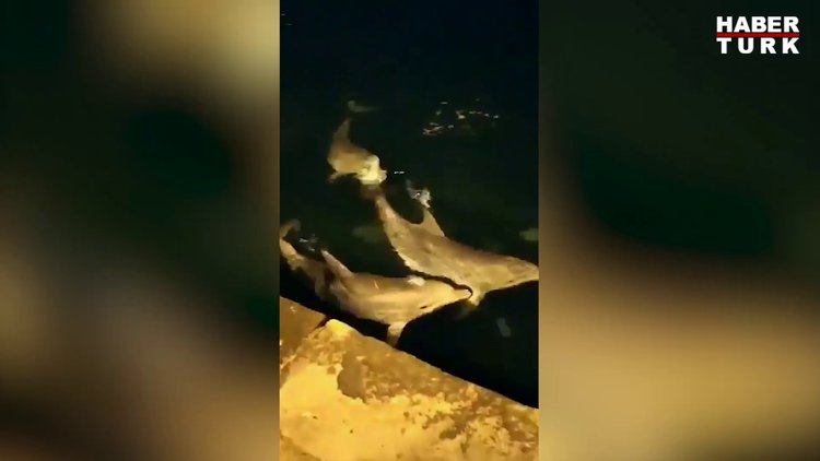 İstanbul Boğazı'nda yunus sürprizi
