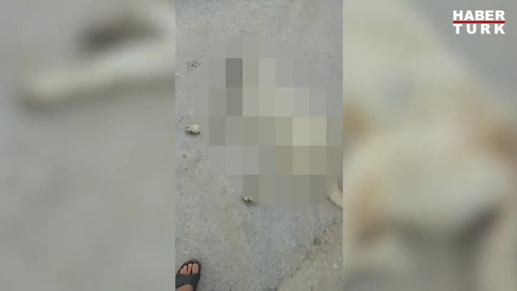 Kan donduran katliam! Köpeği tüfekle vurdular!