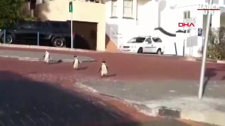Güney Afrika'da penguenlerin sokaklarda dolaştığı anlar kamerada