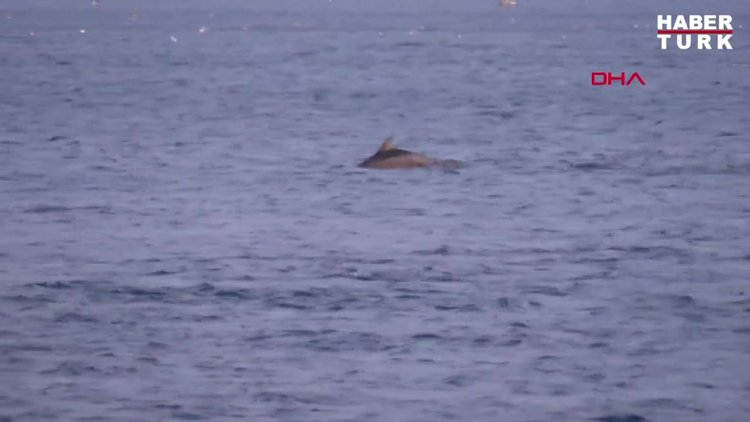 Sarayburnu'nda yunuslardan görsel şölen