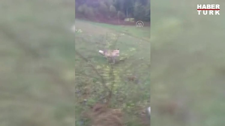 Tilkiyi elleriyle besliyor