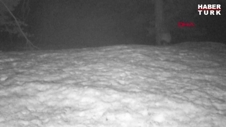 Türkiye'de ilk kez görülen Covid-19 şüphelisi rakun köpeği için uyarı