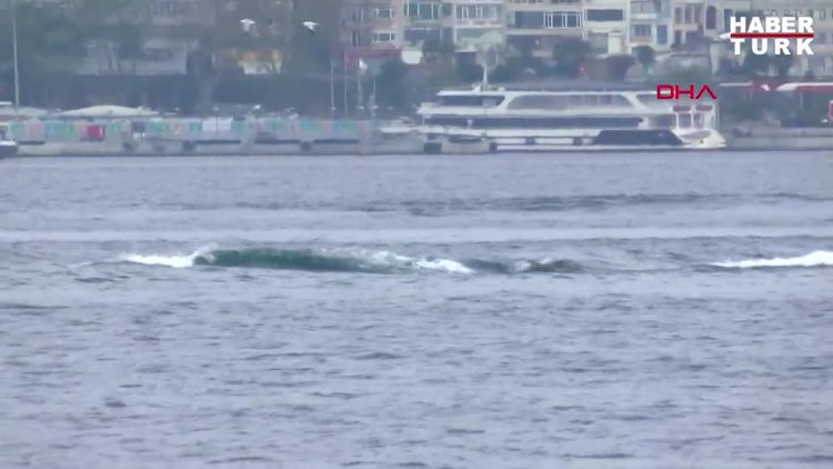 Yunusların dalgalarla dansı Üsküdar'dan görüntülendi