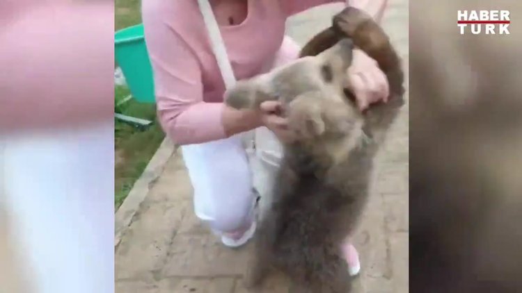 Emel Müftüoğlu'na ayı saldırdı