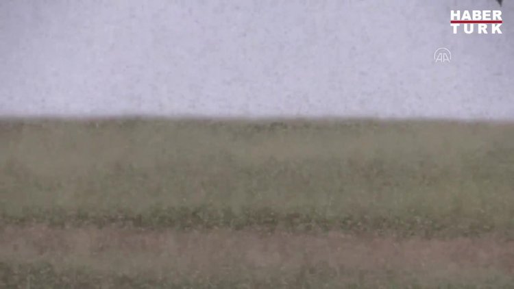 Köy sinek istilasına uğradı