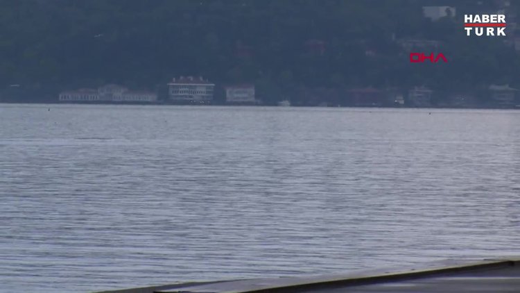 Yunuslar İstinye Sahil'de görüldü