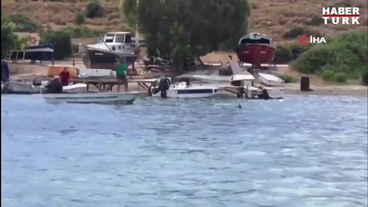 Köpek balığını adeta işkence ederek öldürdüler