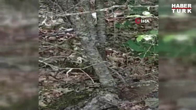 Yılan bu kez Artvin'de görüldü