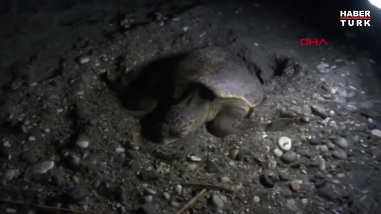 Patara'da caretta carettalar yumurta bırakmaya başladı