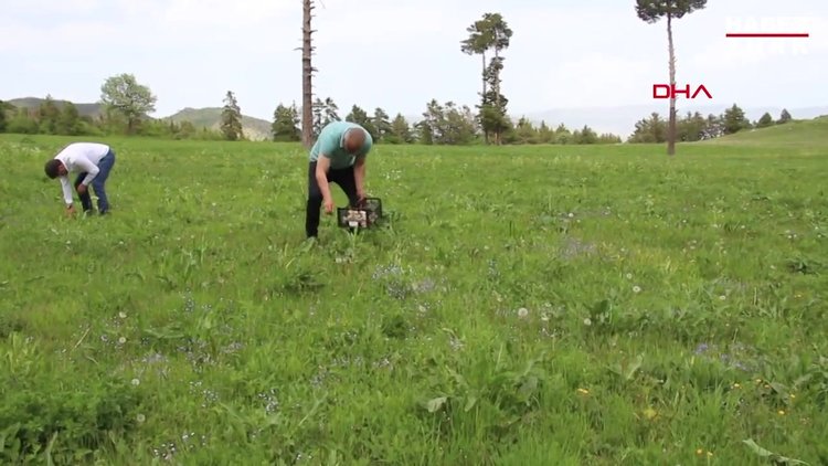 Dr. Orhan Delice: Doğadaki 5 bin mantardan 100'ü zehirli