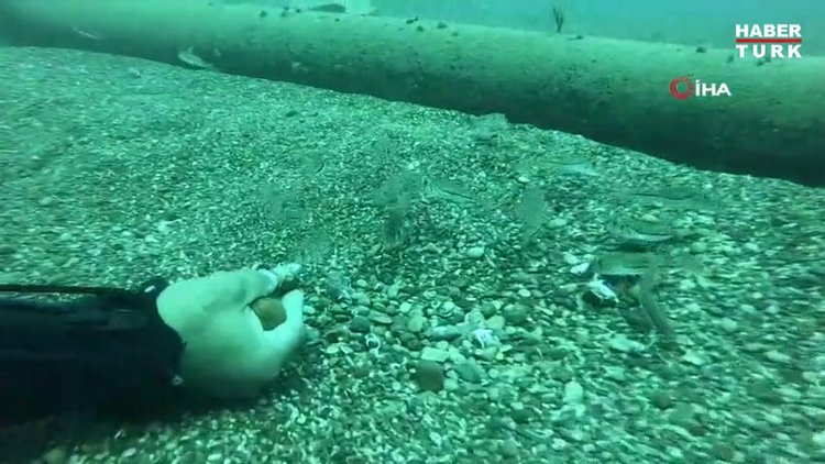 Balon Balığı sürüsünü elleriyle besledi