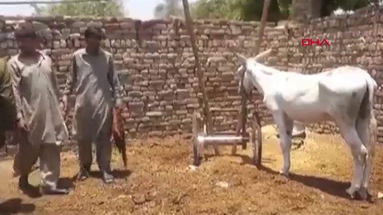 Pakistan'da sıra dışı operasyon Yasa dışı bahis çetesi çökertildi, bir eşek de gözaltına alındı