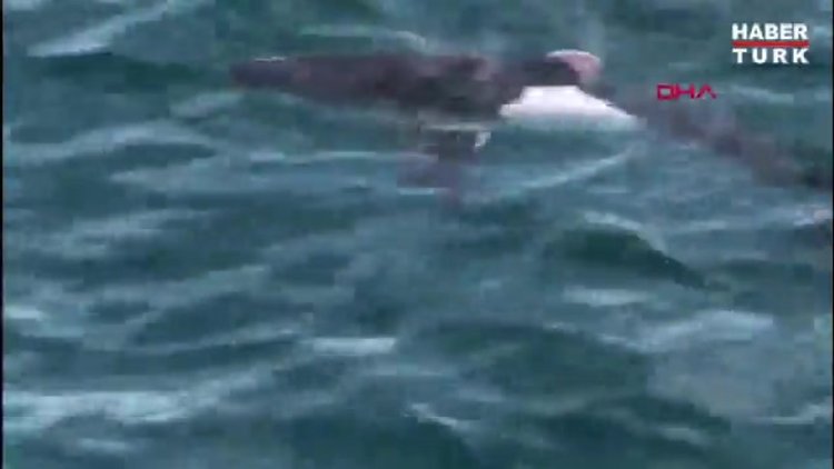 Saros Körfezi'nde köpek balığı görüntülendi