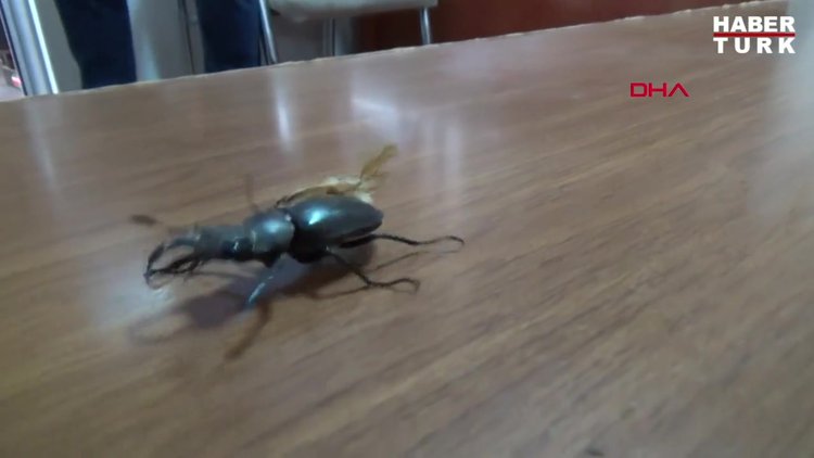 İş yerinin önünde bulduğu geyik böceğini korumaya aldı