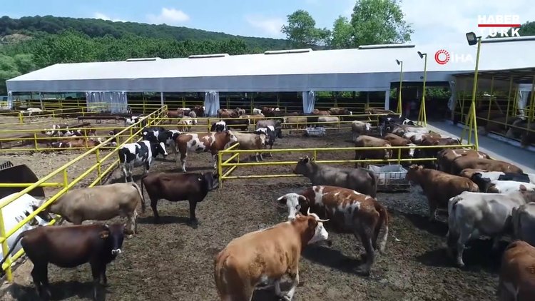 İstanbul'da kurban pazarında sosyal mesafeli pazarlık böyle görüntülendi