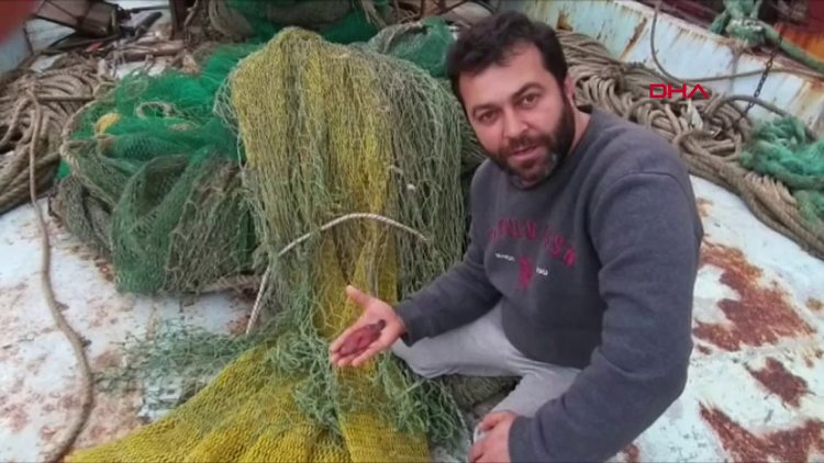 Mavi benekli kaya balığı, Doğu Akdeniz'de ilk kez görüldü