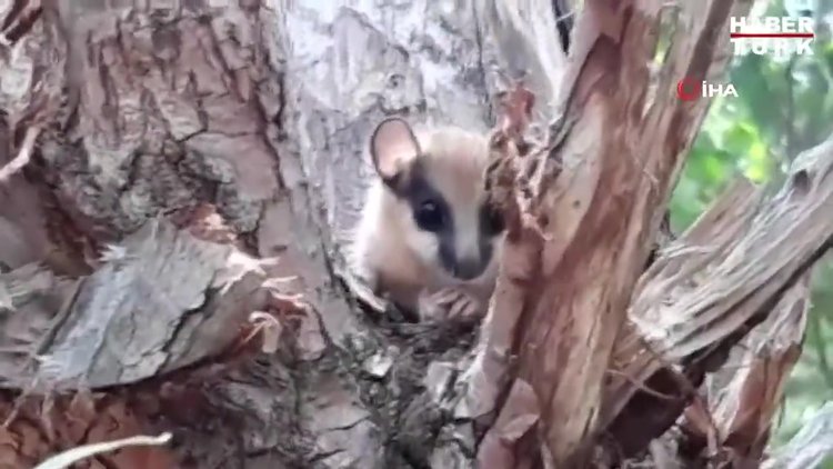 Neslinin tükendiği düşünülüyordu, halının içerisinden çıktı