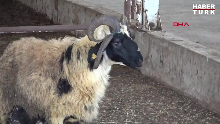 Dört boynuzlu 'Oscar' adlı koç, 3 bin TL'ye satıldı