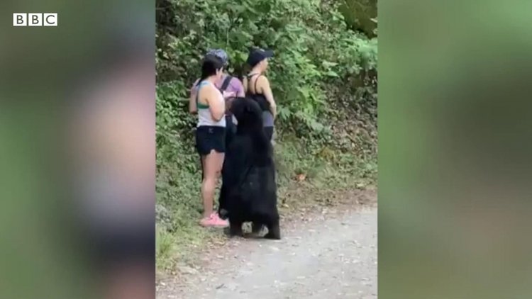 Ayıyla tehlikeli yakınlaşma