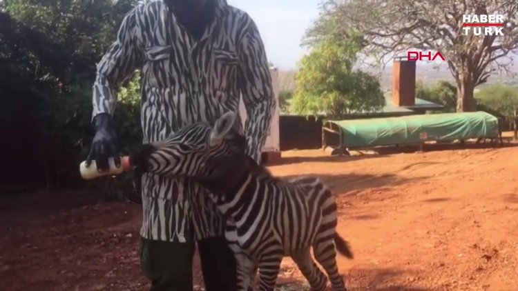 Kenya'da öksüz kalan zebraya zebra kıyafetli görevliler bakıyor