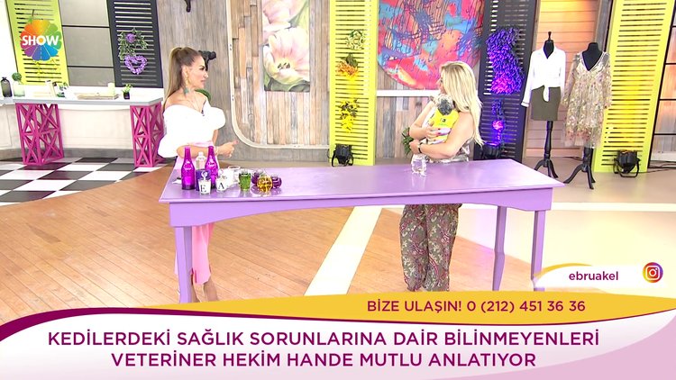 Kedi ve köpek eğitimi arasındaki farklar nelerdir?