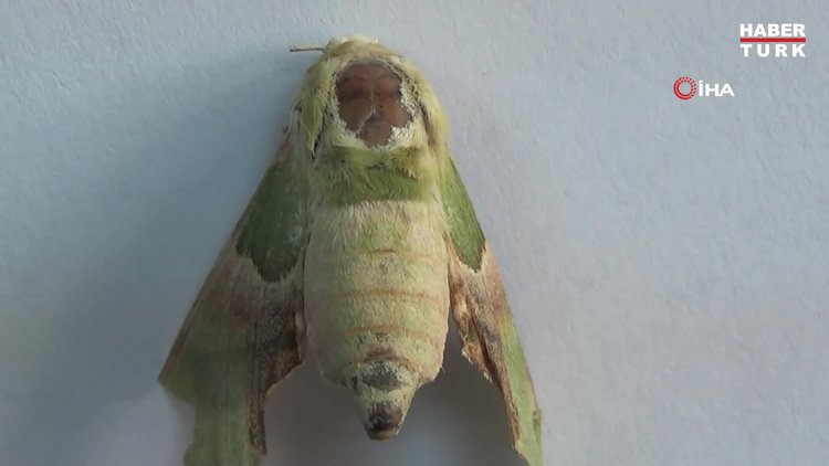 Kelebeğin sırtındaki insan sureti görenleri şaşırtıyor