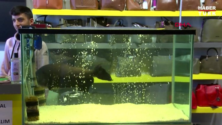 33'lük 'Dadaş Pirana' Guinnes Rekorlar Kitabına aday