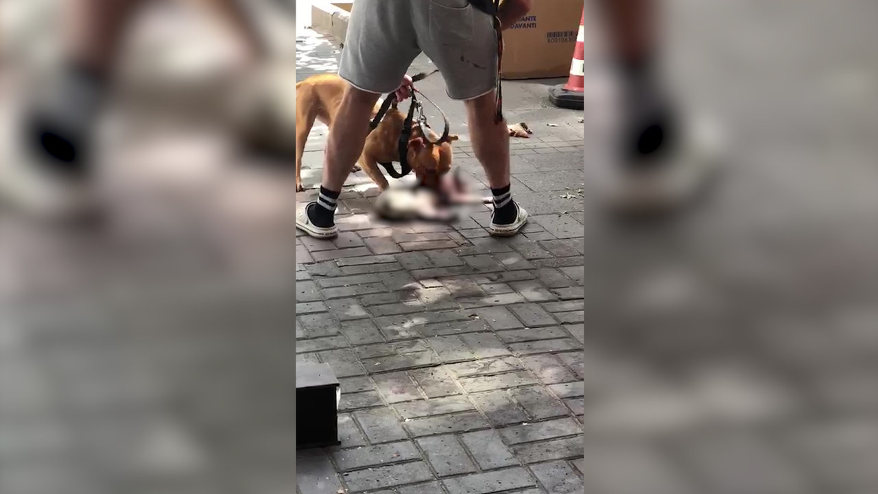 besiktas ta pitbull cinsi kopek kediyi parcaladi sahibi mudahale edemedi