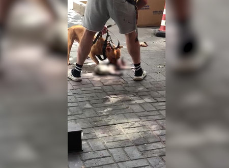 besiktas ta pitbull cinsi kopek kediyi parcaladi sahibi mudahale edemedi ht video