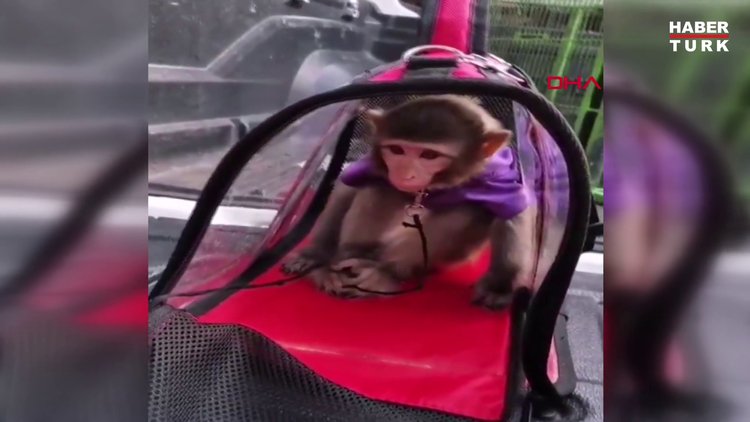 Sosyal medya fenomeni Meriç İzgi tutuklandı, maymuna da el konuldu