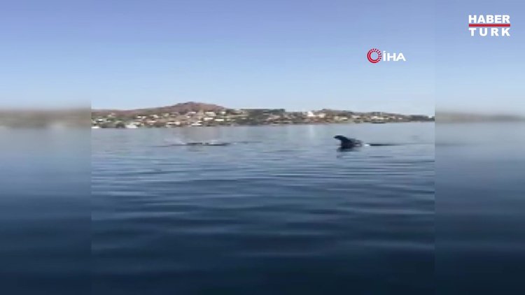 Yunus balıklarından muhteşem şov