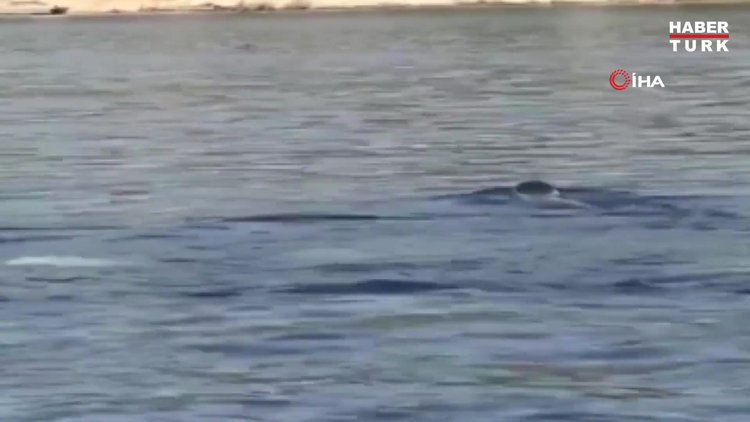 Akdeniz fokunun denizdeki poşetle imtihanı