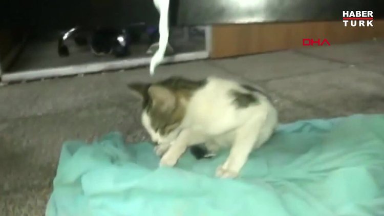 Acil servise giren kedinin kırık bacağı alçıya alındı