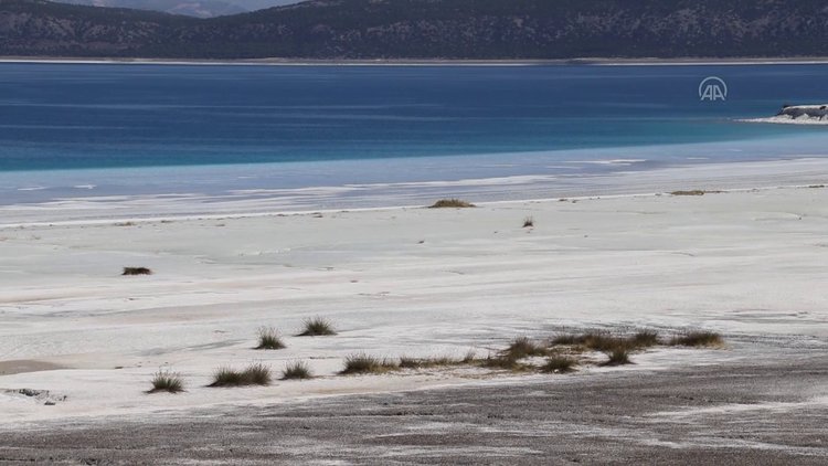 Salda Gölü'ne özgü iki sığırkuyruğu türü bitkisi koruma altına alınd