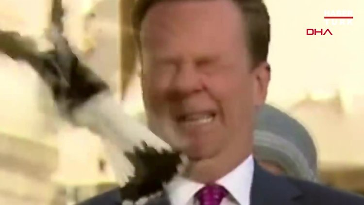 Avustralyalı muhabirin suratına yayın sırasında kuş çarptı