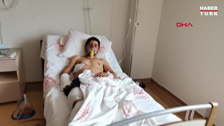 Ayı saldırısında yaralandı köpekler ölümden kurtardı