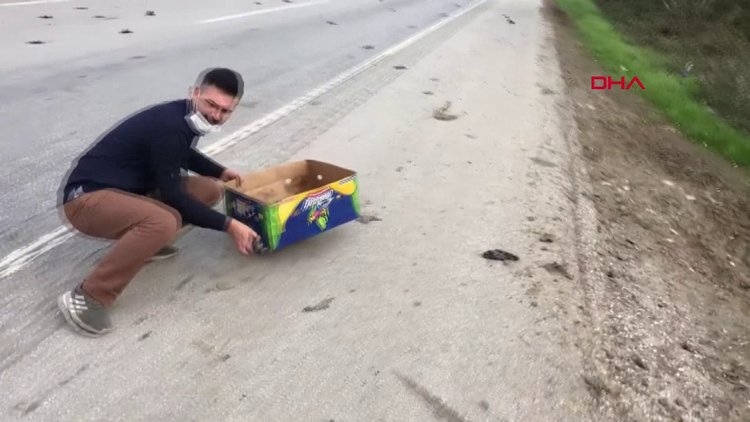 Hendek'te yaşanan kuş ölümleriyle ilgili soruşturma başlatıldı