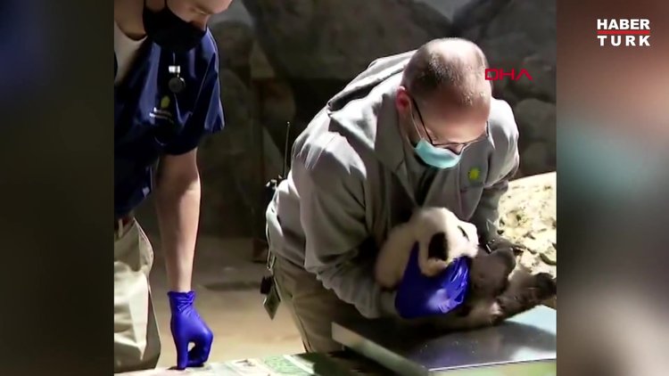 ABD'de sağlık kontrolü olan küçük pandanın görüntüleri paylaşım rekoru kırdı